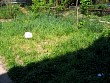 back yard.jpg